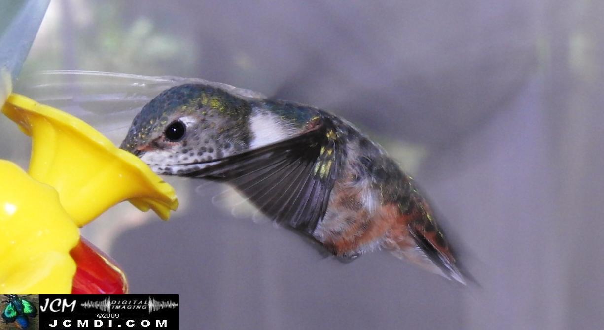 Hummingbird photo captured from Robo-Cam Motion Detection at JCMDI.COM
